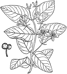 Tatarian Honeysuckle(Lonicera tatarica)