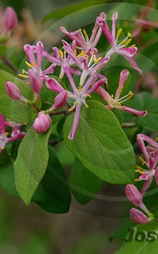 Tatarian Honeysuckle(Lonicera tatarica)