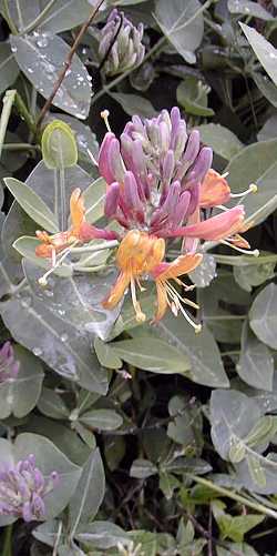 Everblooming Honeysuckle, Gold Flame Honeysuckle(Lonicera Χ heckrottii)