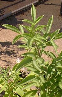 American Elderberry, Sweet Elderberry(Sambucus nigra ssp. canadensis )