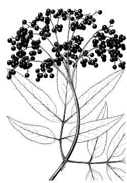 American Elderberry, Sweet Elderberry(Sambucus nigra ssp. canadensis )