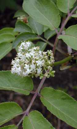 American Red Elderberry(Sambucus racemosa ssp. pubens )