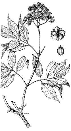 American Red Elderberry(Sambucus racemosa ssp. pubens )