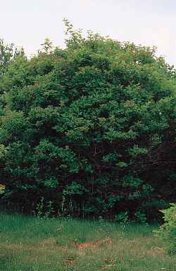 American Cranberrybush(Viburnum opulus var. americanum )