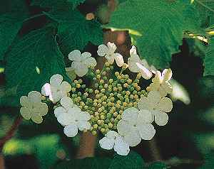 American Cranberrybush(Viburnum opulus var. americanum )