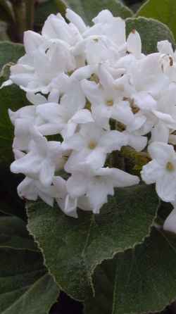 Korean Spice Viburnum(Viburnum carlesii)