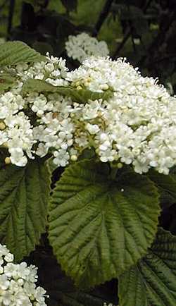 (Viburnum hupehense)