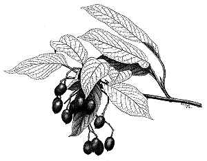 Nannyberry, Sheepberry(Viburnum lentago)