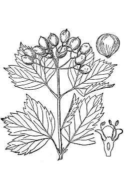 European Cranberry Bush(Viburnum opulus)