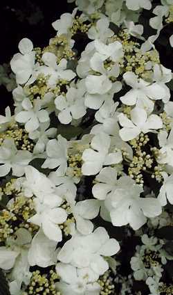 Japanese Snowball(Viburnum plicatum)