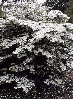 Japanese Snowball(Viburnum plicatum)