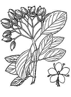 Blackhaw(Viburnum prunifolium)