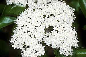 Blackhaw(Viburnum prunifolium)