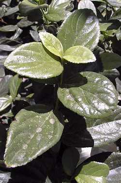 Sandankwa Viburnum(Viburnum suspensum)