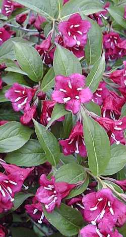 Vanicek Weigela, Cardinal Red Weigela(Weigela 'Vanicekii')