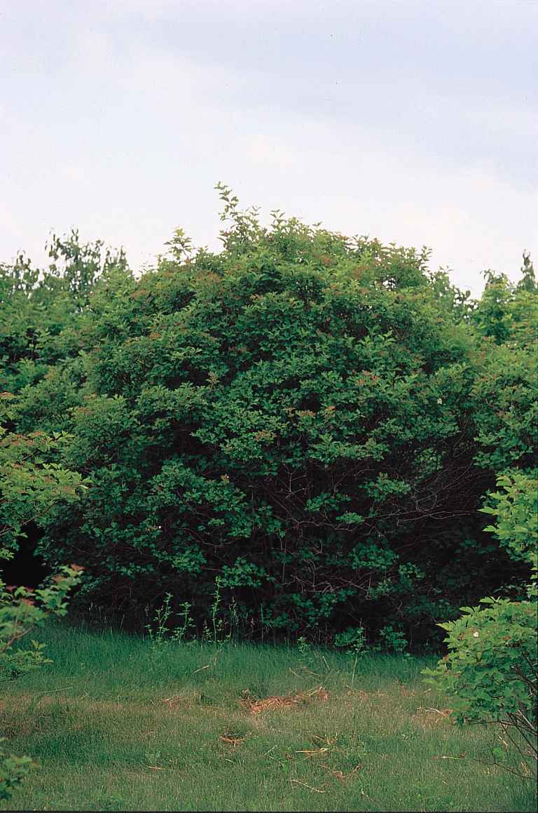 American Cranberrybush (Viburnum opulus var. americanum )