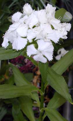 Sweet William(Dianthus barbatus)