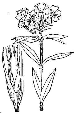 Sweet William(Dianthus barbatus)