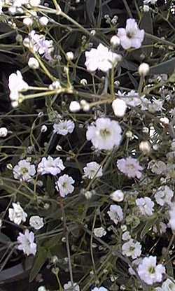 Baby's Breath(Gypsophila paniculata)