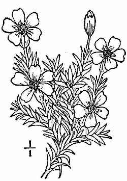 Moss Campion(Silene acaulis)