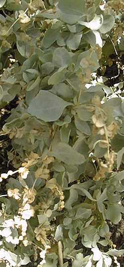 Brewer's Saltbrush, Quail Brush(Atriplex lentiformis ssp. breweri )