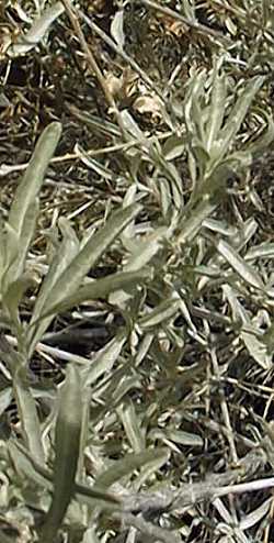 Fourwing Saltbush