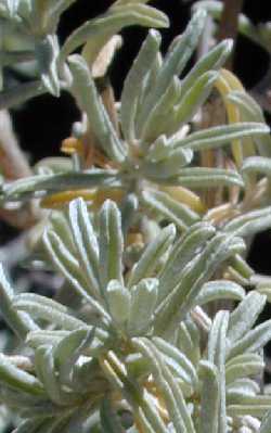 Four-Wing Saltbush, Chamisa, Cenizo(Atriplex canescens)