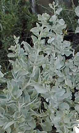 Old Man Saltbush, Giant Saltbush(Atriplex nummularia)