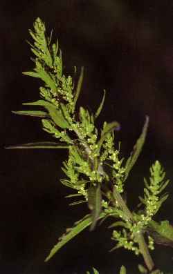 Mexican Tea, Epazote(Chenopodium ambrosioides)