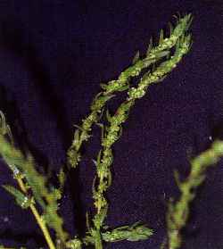 Mexican Fireweed, Summer Cypress(Kochia scoparia)