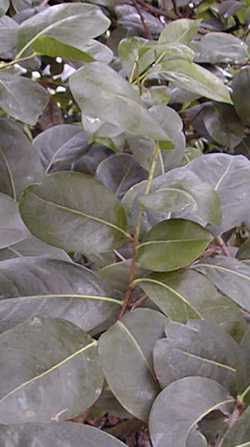 Cocoplum, Icaco(Chrysobalanus icaco)