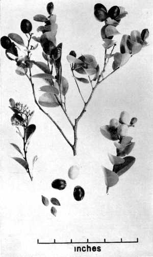 Cocoplum, Icaco(Chrysobalanus icaco)