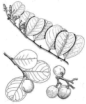 Cocoplum, Icaco(Chrysobalanus icaco)