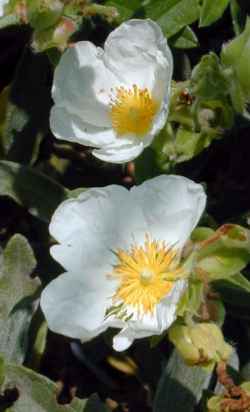 (Cistus inflatus)