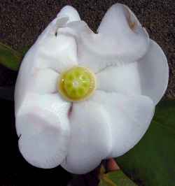 Autograph Tree, Balsam Apple, Fat Park Tree(Clusia rosea)