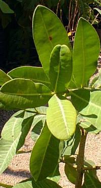 Imbe(Garcinia livingstonei)