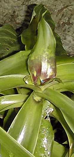 Striped Inch Plant(Callisia elegans)