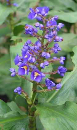 Blue Ginger, Brazilian Ginger(Dichorisandra thyrsiflora)