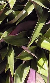Moses-In-The-Boat, Oyster Plant(Rhoeo spathacea)
