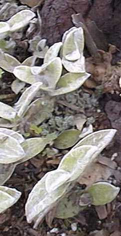 White Velvet(Tradescantia sillamontana)