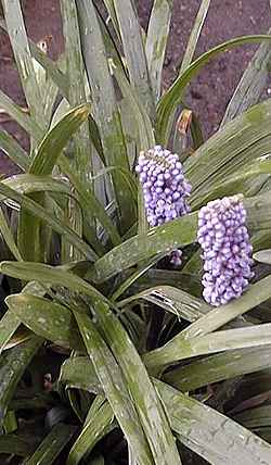 Lily Turf(Liriope muscari)