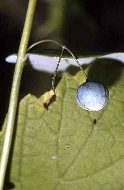 Smooth Solomon's Seal, Small Solomon's Seal(Polygonatum biflorum)