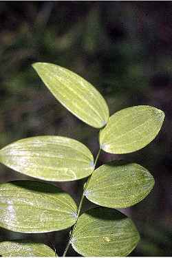 Smooth Solomon's Seal, Small Solomon's Seal(Polygonatum biflorum)