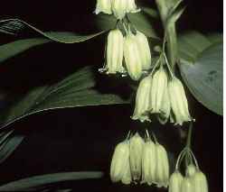 Great Solomon's Seal(Polygonatum biflorum var. commutatum )