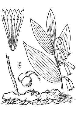 Great Solomon's Seal(Polygonatum biflorum var. commutatum )