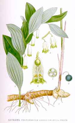 Angular Solomon's Seal(Polygonatum odoratum)