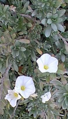 Bush Morning Glory