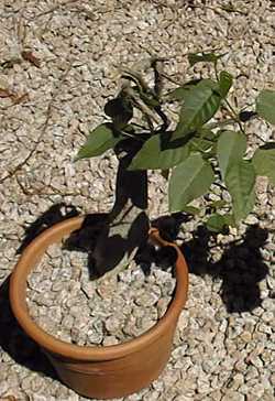 Tree Morning Glory, Palo del Muerto(Ipomoea arborescens)