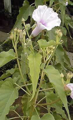 Bush Morning Glory, Gloria de la Mañana(Ipomoea carnea ssp. fistulosa )