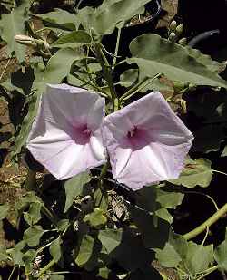 Bush Morning Glory, Gloria de la Mañana(Ipomoea carnea ssp. fistulosa )